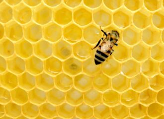 bee on honeycomb