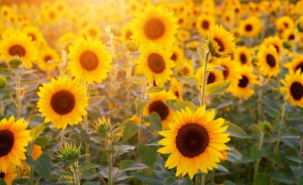 Sunflower field