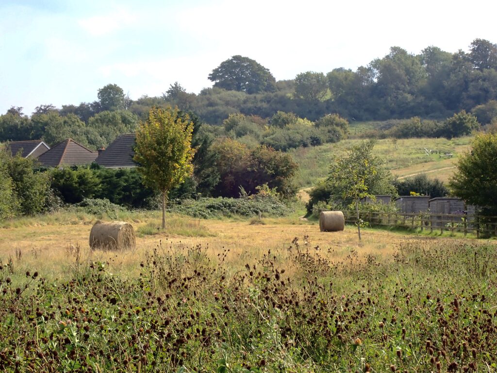 hay bales in autumn sunshine